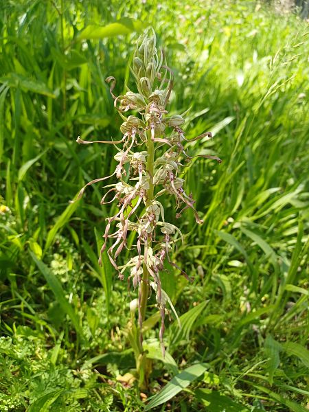 Himantoglossum hircinum  - Léa Lavigne