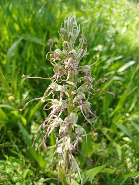 Himantoglossum hircinum  - Léa Lavigne