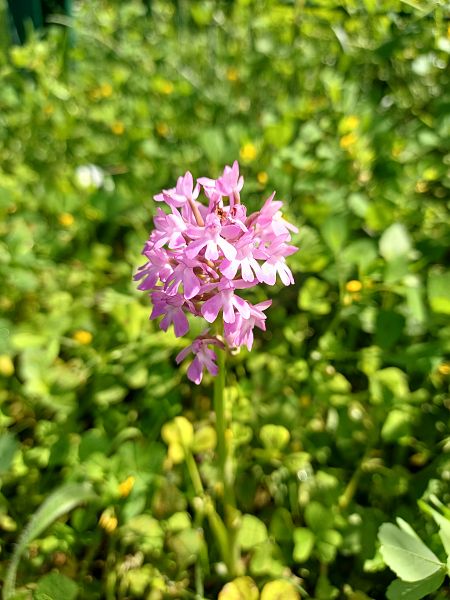 Anacamptis pyramidalis  - Léa Lavigne
