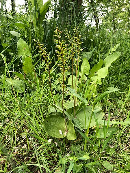 Neottia ovata  - Armelle Bass