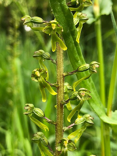 Neottia ovata  - Armelle Bass