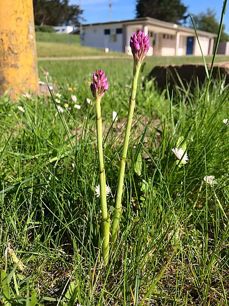 Anacamptis pyramidalis  - Armelle Bass
