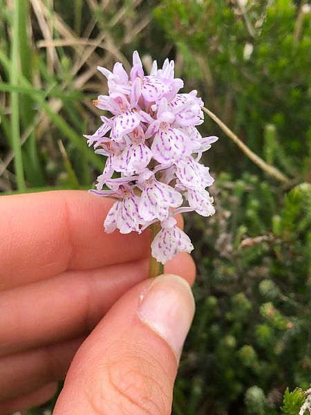 Dactylorhiza maculata  - Armelle Bass