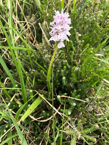 Dactylorhiza maculata  - Armelle Bass