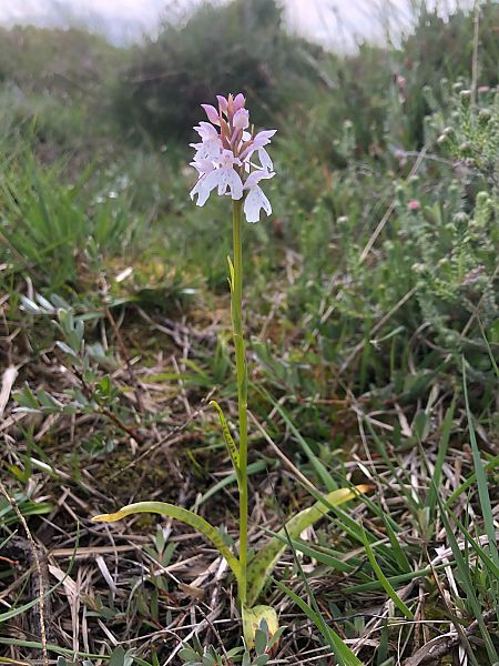 Dactylorhiza maculata  - Armelle Bass