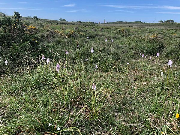 Dactylorhiza maculata  - Armelle Bass