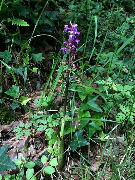 Orchis mascula  - Armelle Bass