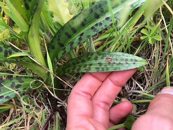 Dactylorhiza maculata  - Armelle Bass