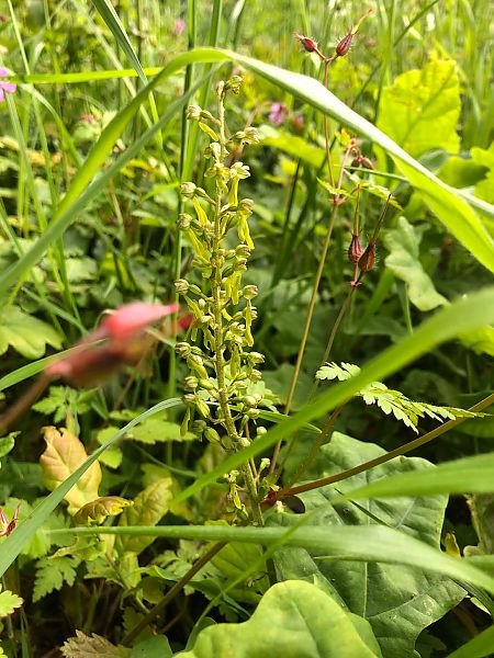 Neottia ovata  - Armelle Bass
