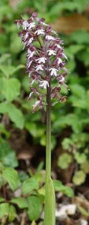 Orchis purpurea  - Bruno Vleeschouwers