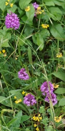 Anacamptis pyramidalis  - Bruno Vleeschouwers