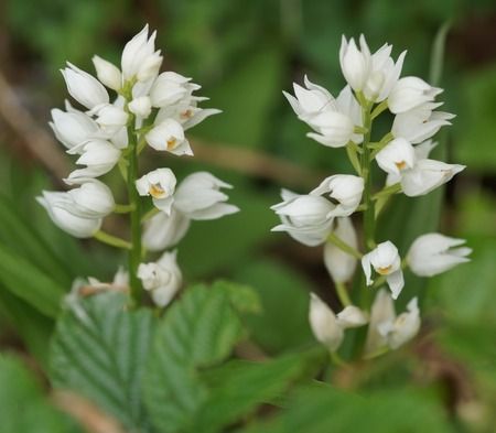 Cephalanthera longifolia  - Bruno Vleeschouwers