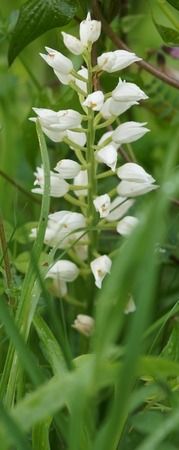 Cephalanthera longifolia  - Bruno Vleeschouwers
