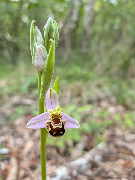 Ophrys apifera  - Cyprien Bole