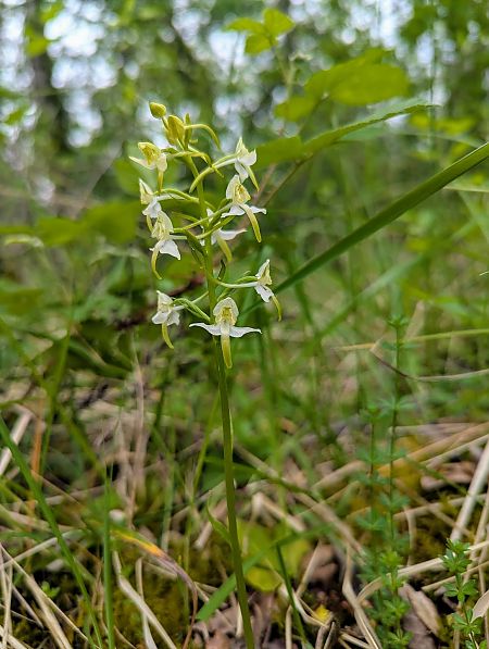 Platanthera chlorantha  - Cyprien Bole