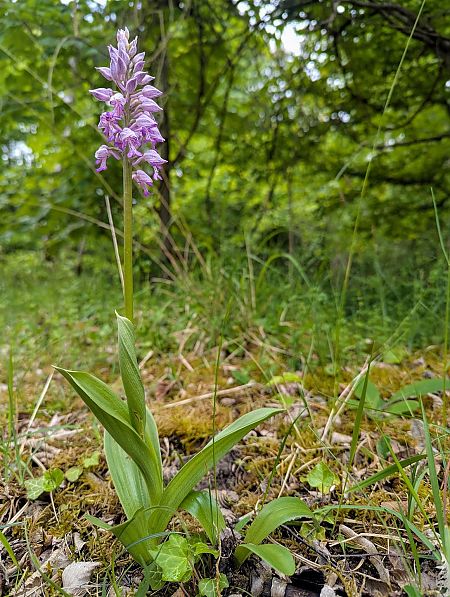 Orchis militaris  - Cyprien Bole