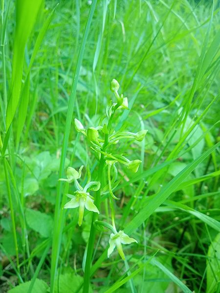 Platanthera chlorantha  - Sandra Boutolleau
