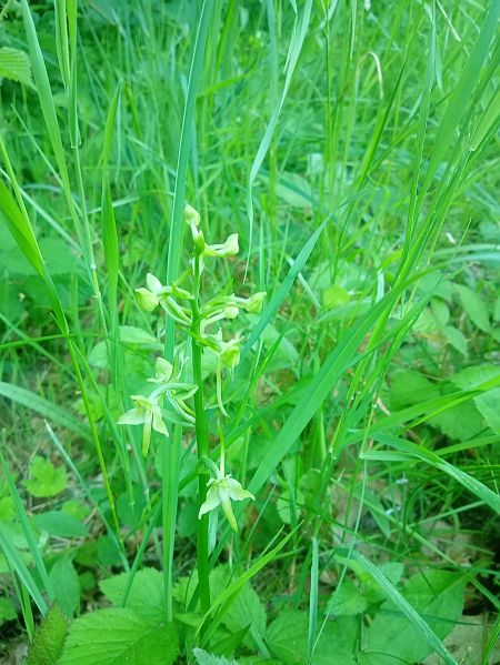 Platanthera chlorantha  - Sandra Boutolleau