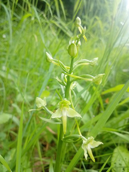 Platanthera chlorantha  - Sandra Boutolleau