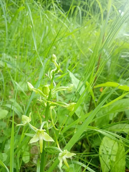 Platanthera chlorantha  - Sandra Boutolleau