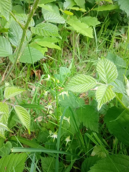 Platanthera chlorantha  - Sandra Boutolleau