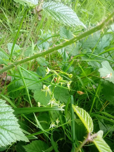 Platanthera chlorantha  - Sandra Boutolleau