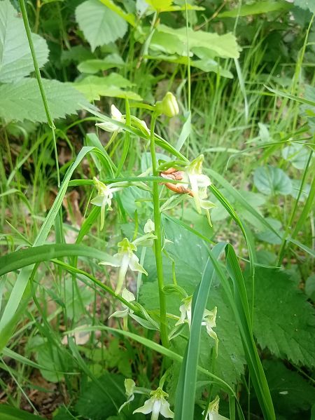Platanthera chlorantha  - Sandra Boutolleau