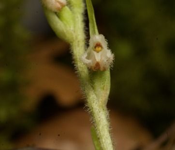 Goodyera repens  - Anna Delesmillieres