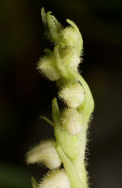 Goodyera repens  - Anna Delesmillieres