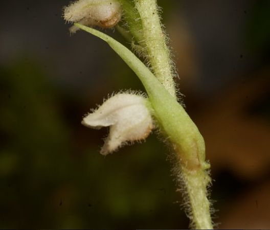 Goodyera repens  - Anna Delesmillieres
