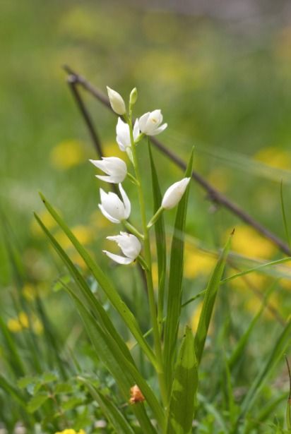 Cephalanthera longifolia  - Anna Delesmillieres