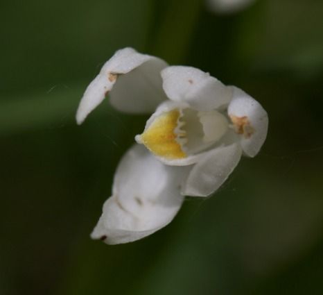 Cephalanthera longifolia  - Anna Delesmillieres