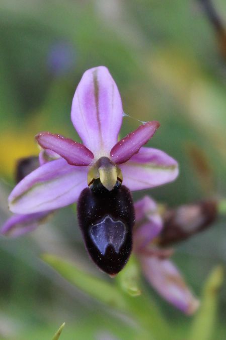 Ophrys drumana  - Annie Milliat