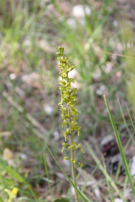 Neottia ovata  - Annie Milliat