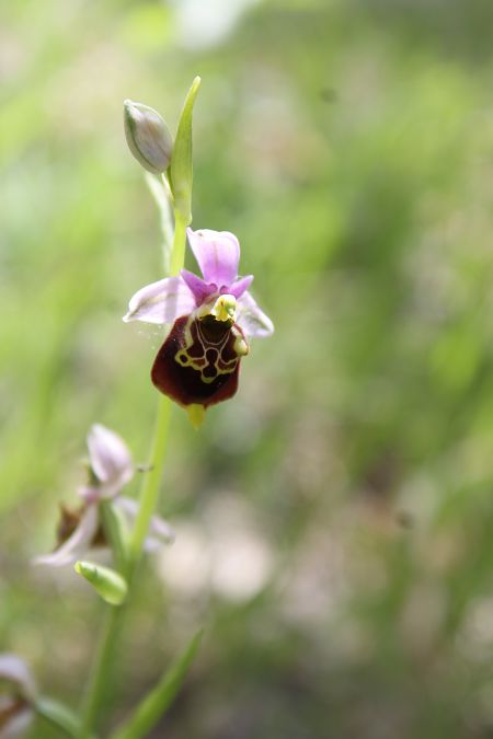 Ophrys fuciflora  - Annie Milliat