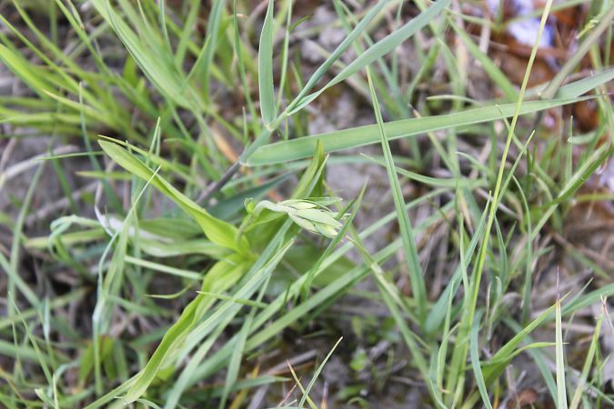 Epipactis palustris  - Annie Milliat
