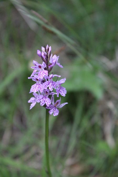 Dactylorhiza fuchsii  - Annie Milliat