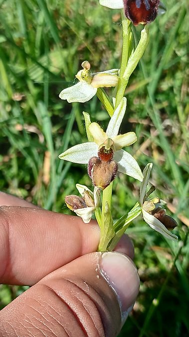 Ophrys indet. group. sphegodes  - José Miguel Martins Da Silva