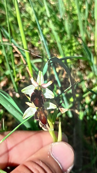 Ophrys indet. group. sphegodes  - José Miguel Martins Da Silva