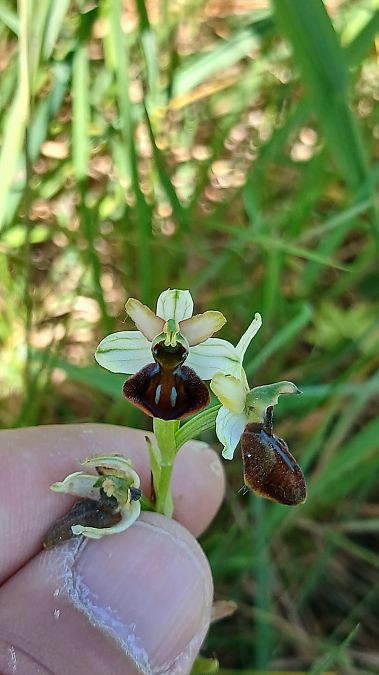 Ophrys indet. group. sphegodes  - José Miguel Martins Da Silva