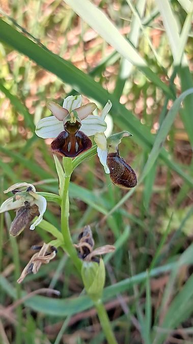 Ophrys indet. group. sphegodes  - José Miguel Martins Da Silva