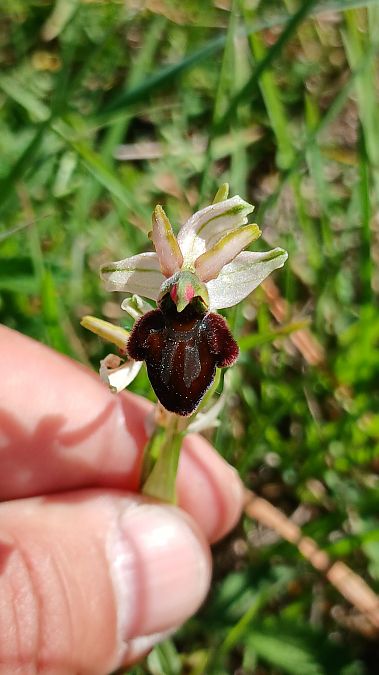 Ophrys indet. group. sphegodes  - José Miguel Martins Da Silva
