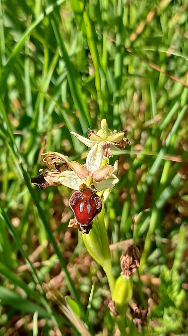 Ophrys indet. group. sphegodes  - José Miguel Martins Da Silva