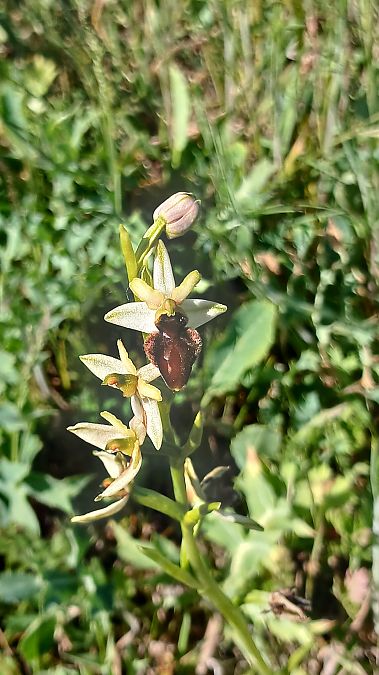 Ophrys indet. group. sphegodes  - José Miguel Martins Da Silva