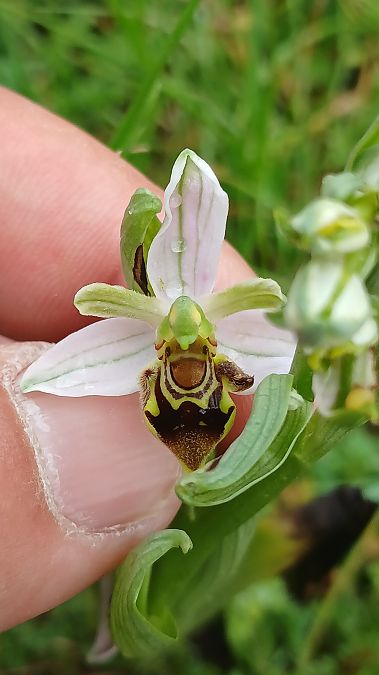 Ophrys apifera var. badensis  - José Miguel Martins Da Silva