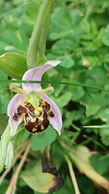 Ophrys apifera var. aurita  - José Miguel Martins Da Silva