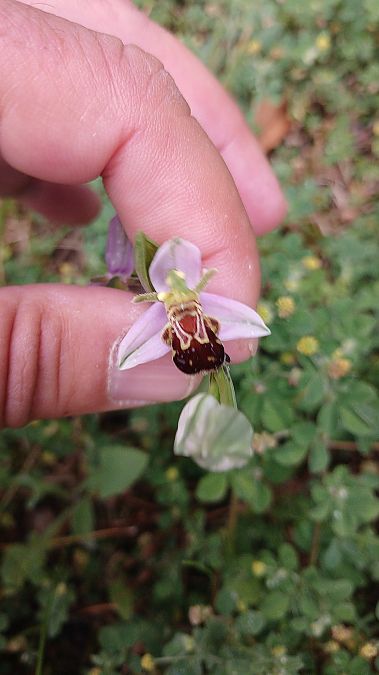 Ophrys apifera var. aurita  - José Miguel Martins Da Silva
