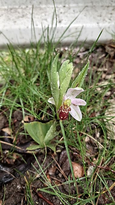 Ophrys apifera var. badensis  - José Miguel Martins Da Silva