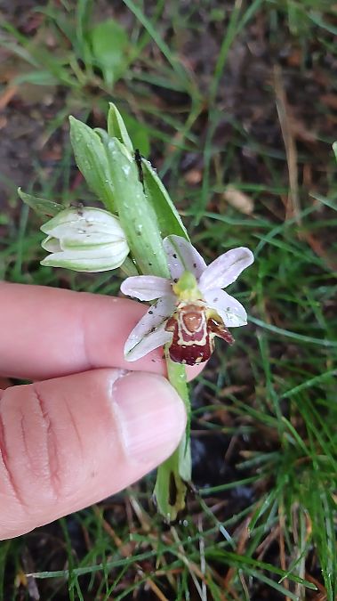 Ophrys apifera var. badensis  - José Miguel Martins Da Silva