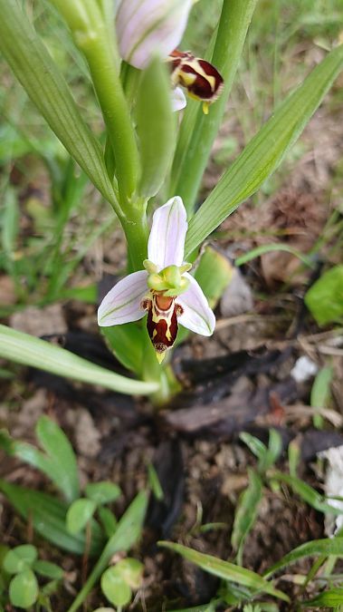 Ophrys apifera var. trollii  - José Miguel Martins Da Silva